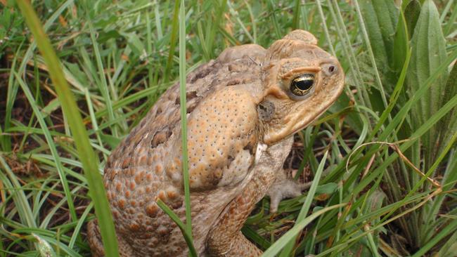 Cane toad. Credit: Cathy Zwick