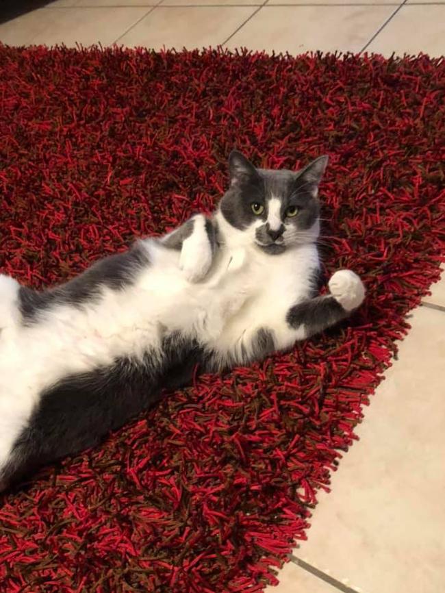 This is Banjo my rescue kitty. International Cat Day. Reader pet photos. Picture: Karen Byth