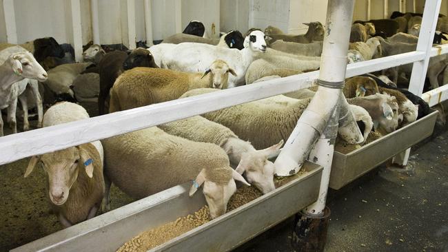 The Coalition has won NFF praise for its pledge to scrap a ban on live sheep exports.