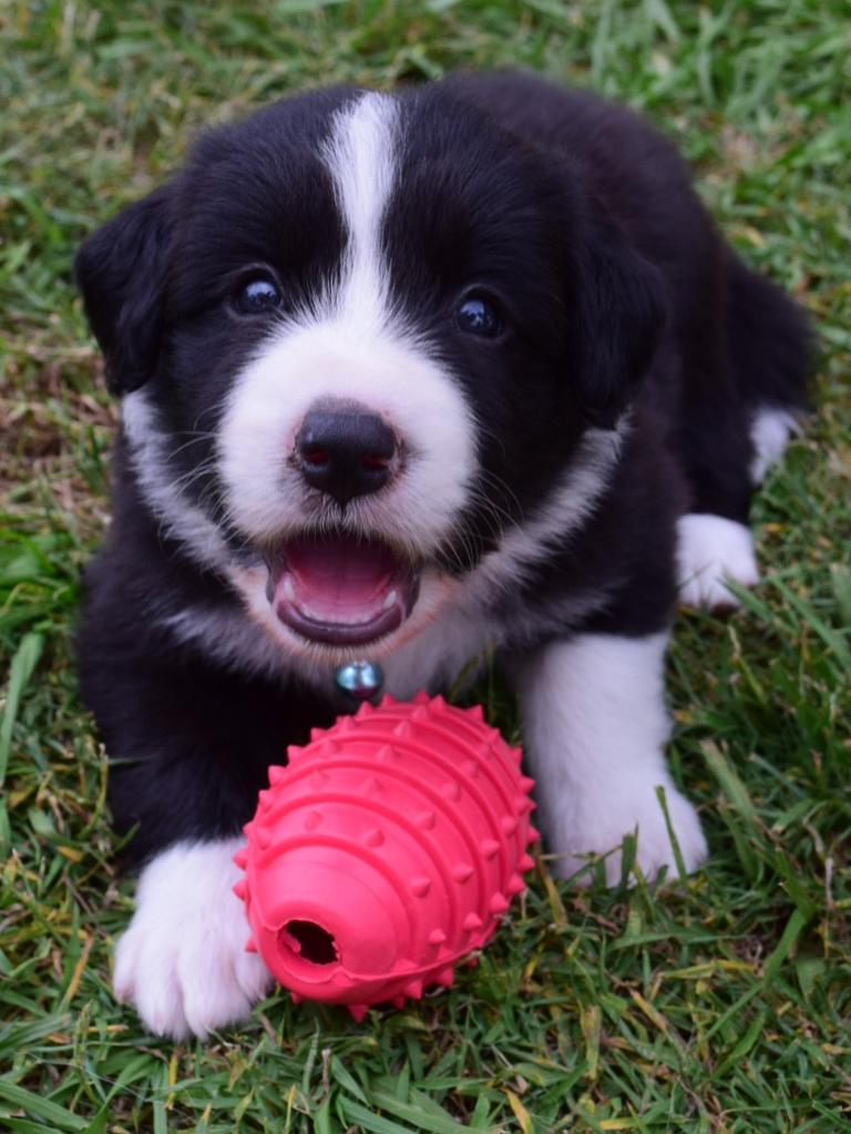 Robbie - Border collie puppy plays ball. Picture: Katie