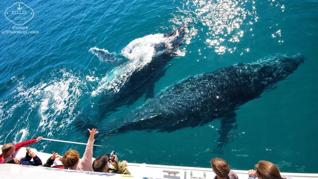 Hervey Bay is experiencing a resurgence, thanks to impressive displays from visiting whales. Picture: Whalesong Cruises