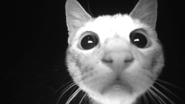 A sensor camera image of a cat on Nyaliga Country.