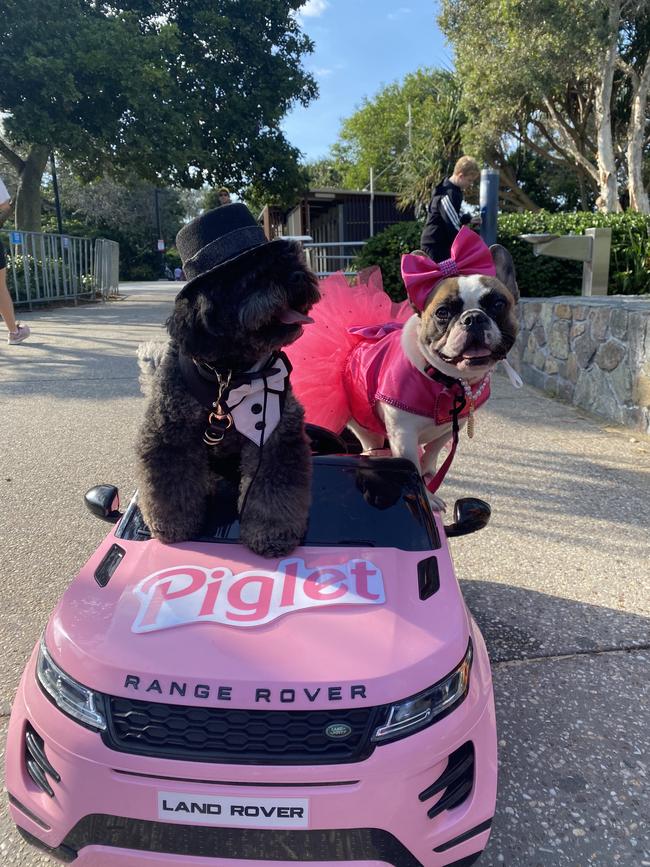 Instagram-famous dogs Leroy and Piglet at the recent protest against the dog ban proposal for Point Cartwright. Picture: Monique Ashmore