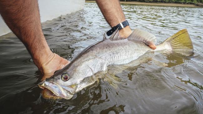 The new fishing rules include catch limits on barramundi.