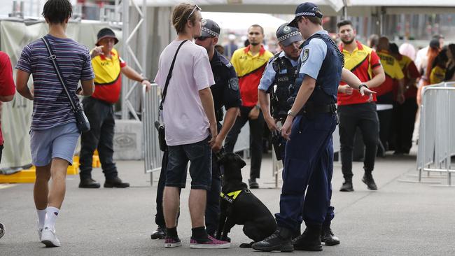 A police sniffer dogs sits next to a festival-goer at Hidden 2019 Dance Festival at Olympic Park last week. He had no drugs on him.