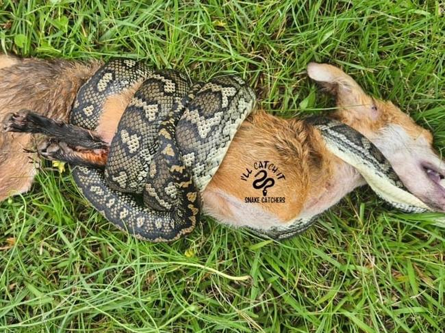 A fox was no match for a snake in northern NSW. Pic: I'll Catch It Snake Relocations