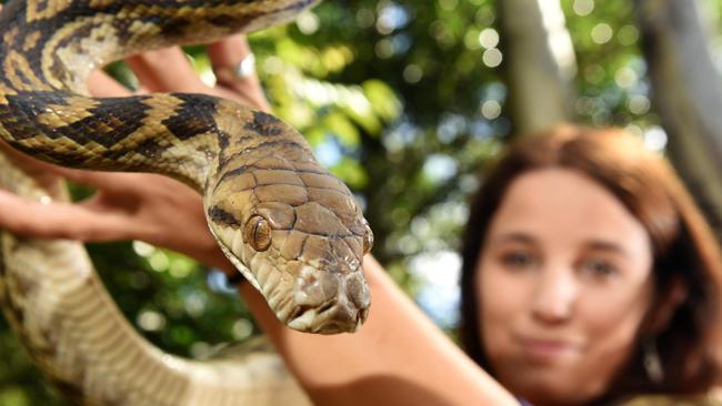 Brisbane fauna spotter says rise of people killing snakes to boast on ...