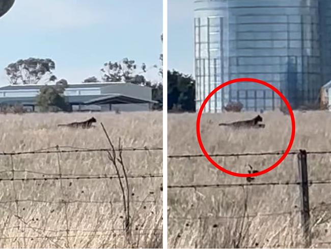 Iconinc Aussie ‘cryptid’ caught on film