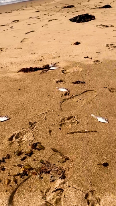 Hundreds of leather jacket fish wash ashore