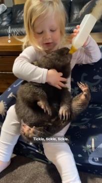 Adorable adopted wombat loves cuddles at feeding time