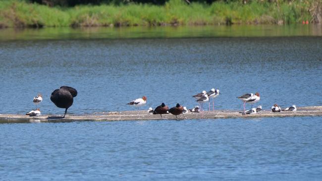 A photo of some of the birdlife at the brick pit.