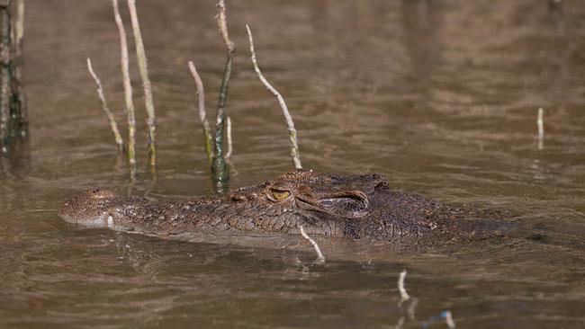 Bruce the crocodile guards her nest on the Daintree River after recently having hatchlings. She recognises the voice of resident wildlife expert David White. PHOTO: Mark Murray.