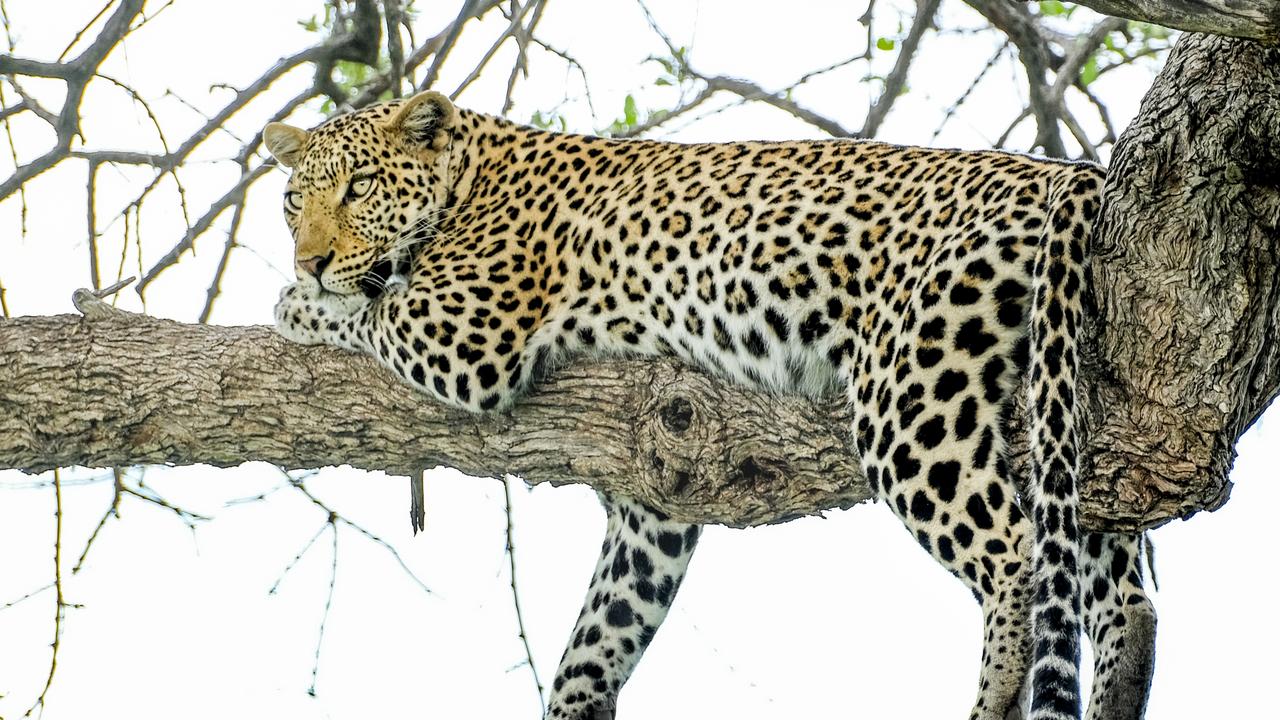 The best place in the world to spot a leopard (and more)