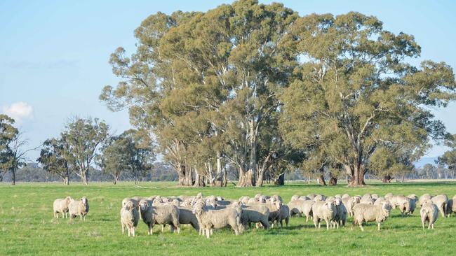 A mixed sheep and lamb enterprises has been run at Castle Creek.