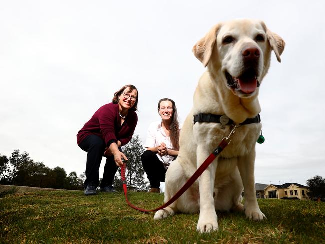 University of Adelaide researchers Dr Anne-Lise Chaber and Dr Susan Hazel with a pet dog (black labrador), which is one of the breeds that will be trained to sniff out COVID-19 in people.