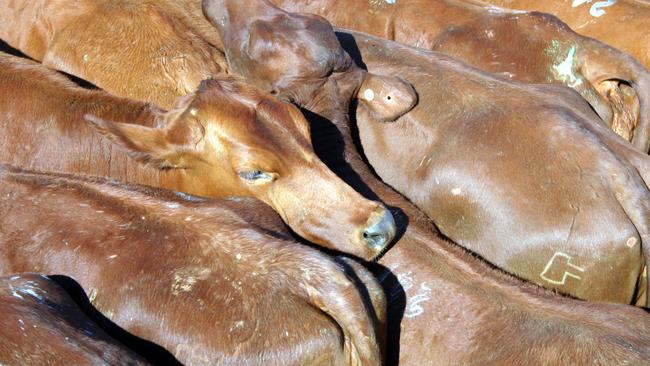 The cattle industry has helped drive the agriculture sector of the Western Downs. Photo: File.