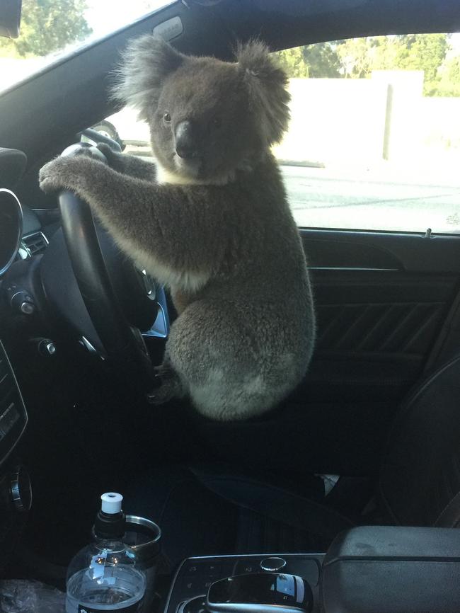 The koala in Nadia Tugwell’s car after she rescued it from the freeway, after the crash. Picture: Nadia Tugwell