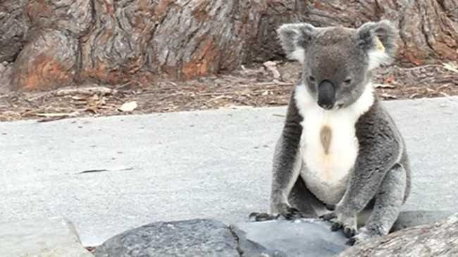 Teadoro the koala has died after he was mauled by a dog at the Noosa National Park last week. Photo: Shelby Chaplin/Facebook