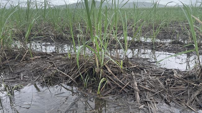 Sugarcane inundated by Haughton River floodwaters in the Burdekin