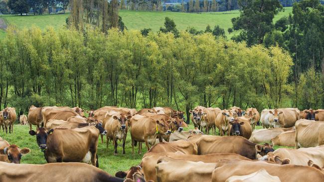 More dairy farmers are giving Jersey cows a run in their herds.