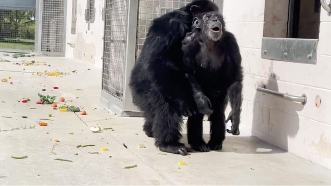 Kids News: Video shows joyful moment Vanilla the rescue chimpanzee sees