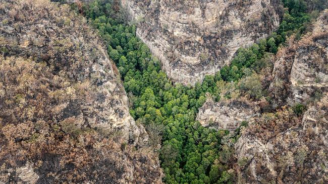 Wollemi pines. Picture: NSW National Parks and Wildlife Services