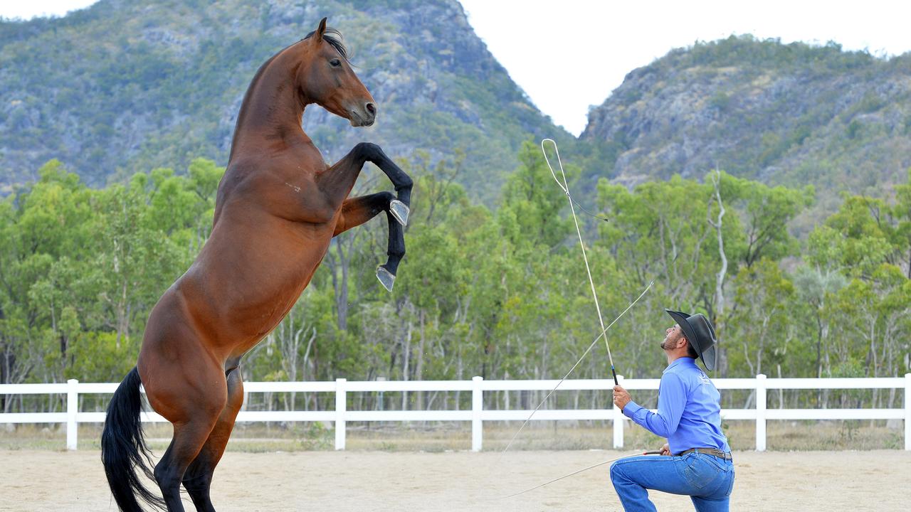 Talented horses put through paces