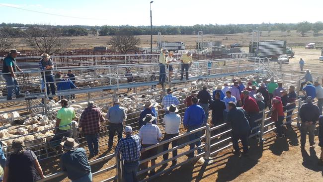 NO-GO: SDRC’s final decision on upgrades to the Warwick Saleyards have been slammed as “a slap in the face” by industry experts. Picture: SDRC