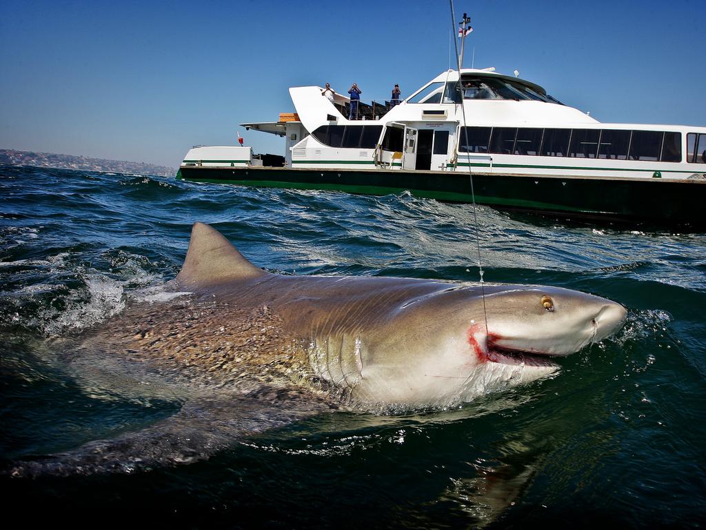 A 3m bull shark caught in Sydney Harbour near Clifton Gardens. Picture: Greenhill Craig