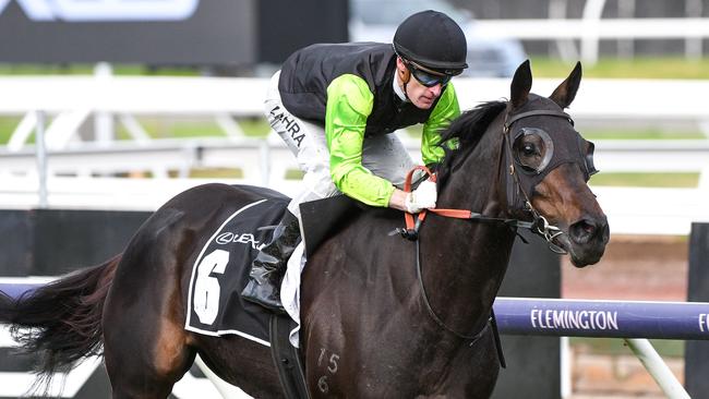 Lightweight chance Realm of Flowers has firmed to $9 in Melbourne Cup betting.