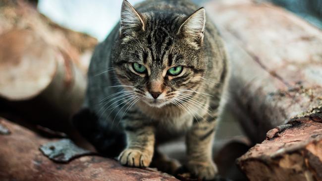 Cat owners in part of Melbourne’s eastern suburbs will be forced to keep their cats on their property 24 hours a day.