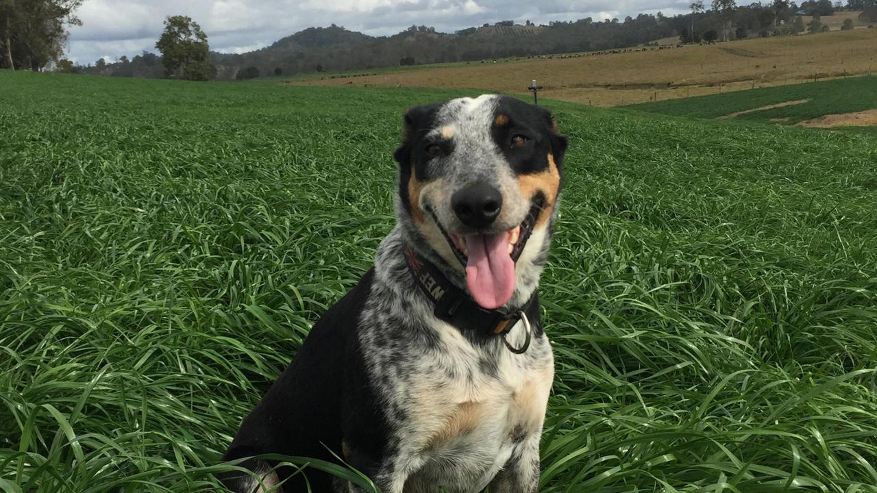 2# Mutley: Deziree Roos’ Cattle/Border Collie cross from Oakhurst;