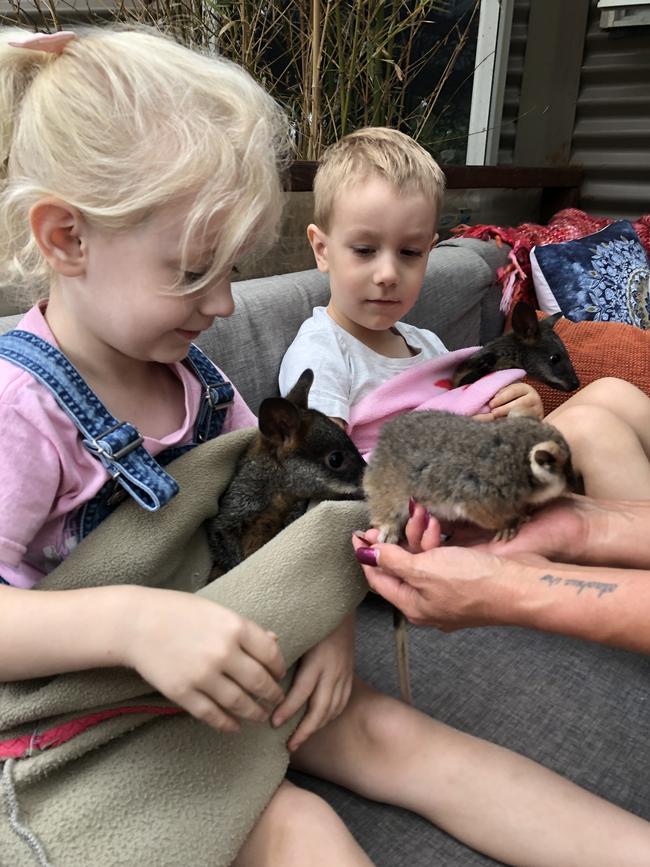 Tiandi Wildlife Sanctuary at Tomboye in NSW narrowly survived bushfires and is now full of injured and orphaned animals brought in off the firegrounds.