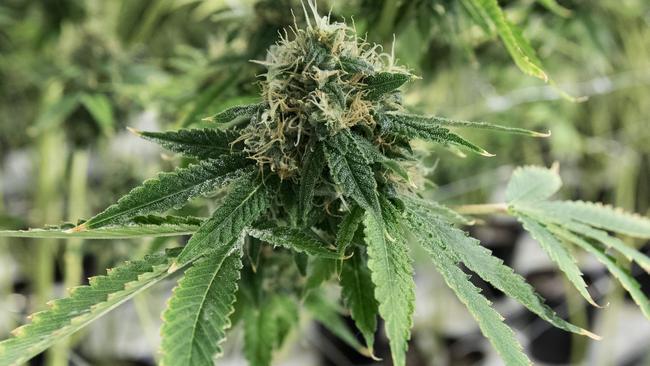 A medicinal marijuana bud inside a flowering room. Picture: AFP