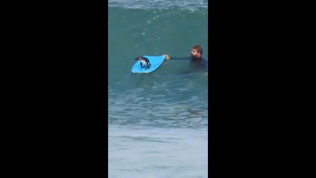 Cheeky penguin hitches ride on bodyboard