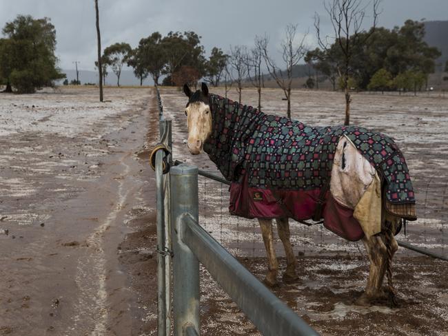 The rain was as unusual for struggling animals as it was for people. Picture: Dylan Robinson