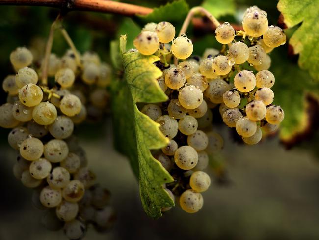 (FILES) This file photo taken on September 16, 2013 shows grappes in a vineyard during the harvest in Zenevredo, northern Italy. Italy will retain its crown as the world's biggest wine producer this year, the country's main agricultural body predicted on August 12 as the first grapes of the 2016 vintage were harvested. / AFP PHOTO / OLIVIER MORIN