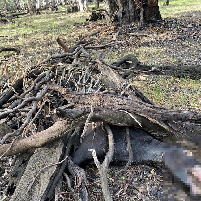 Another horse found in the national park. Photo: Barmah Brumby Preservation Group