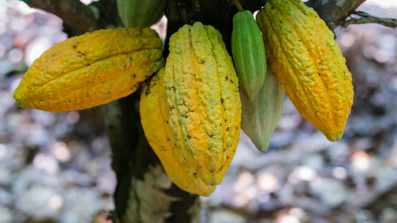 The production of cocoa is one of the man contributors to greenhouse gas emissions in chocolate production.