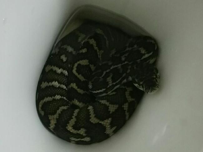 A 1.6m carpet python greeted Helen Richards when she took at a look in the toilet bowl. Picture: Helen Richards