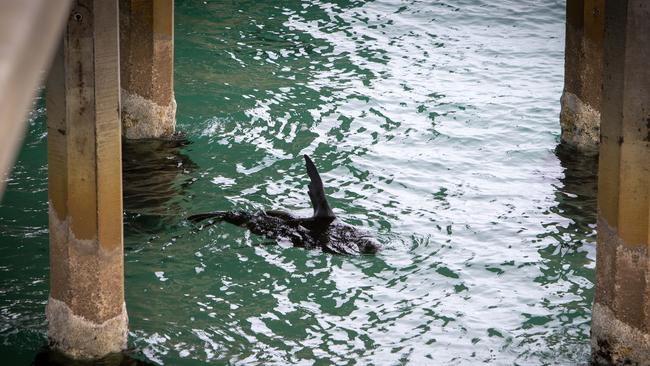 A seal lolling under the Brighton jetty a day after the beach was closed due to a shark sighting. Picture: Emma Brasier