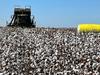 ‘Game changer’: The NT’s new cotton gin reaches milestone