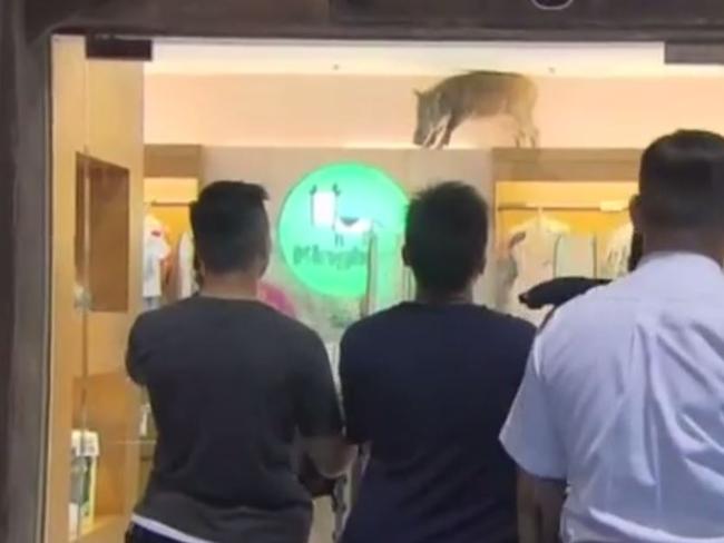 Amazed ... Shoppers looks on as the boar stands on a display cabinet. Picture: Press Association