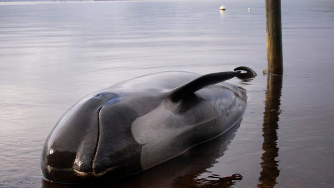 A pilot whale, one of at least 380 stranded that have died, is seen washed up in Macquarie Harbour on Tasmania's west coast on September 24, 2020. (Photo by Mell CHUN / AFP)