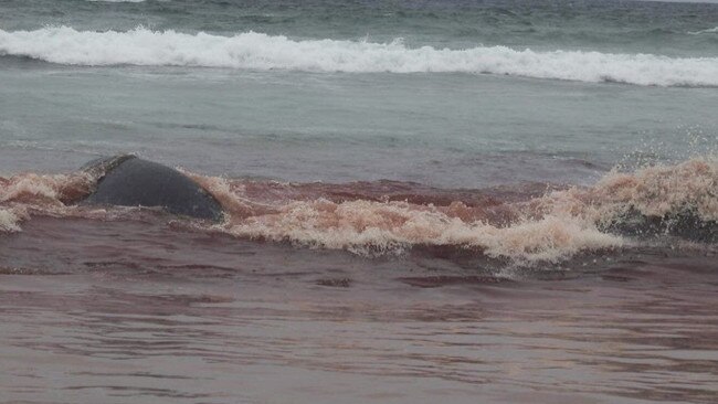 Blood from the dead whale can be seen in the water at Forrest Caves. Picture: Annalisa Bianchi Zappala