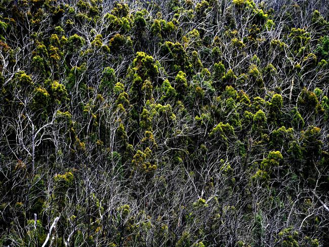 Kangaroo Valley: The recovery of the bushland after Black Summer is a growing concern for victims of the fires. Picture: Jeremy Piper