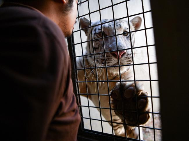 A worker talks to a Bengal tiger inside an animal enclosure at the Manila Zoo. Picture: Ted Aljibe/AFP