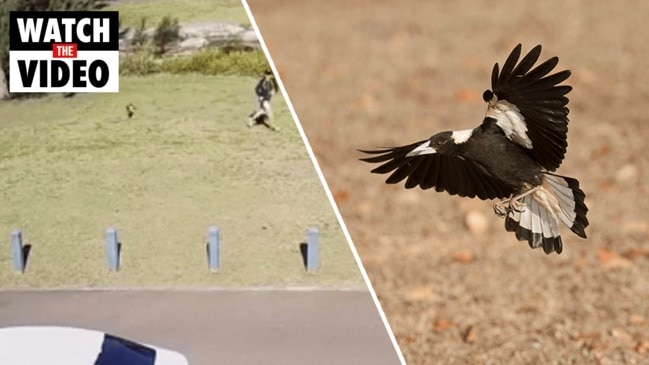 Dramatic footage captures terrifying magpie attack (9NEWS)