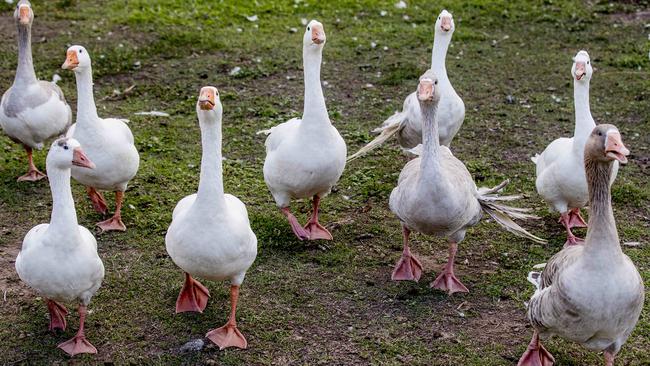 Some of the local geese. Picture: Jerad Williams