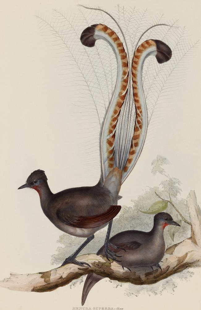 ‘Particularly elusive’ … lyrebirds drawn by Elizabeth Gould.